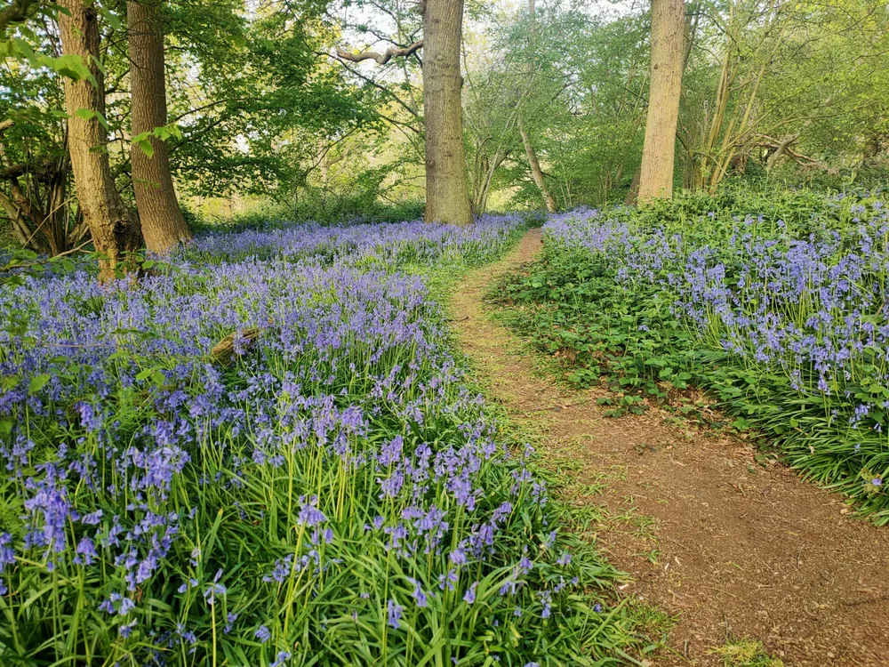 A woodland path through bluebells